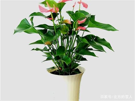 粉掌水種|粉掌水種養護5大技巧